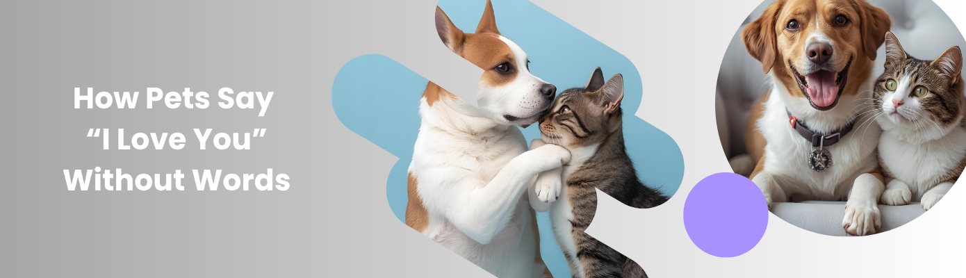The Language of Love: How Pets Say “I Love You” Without Words