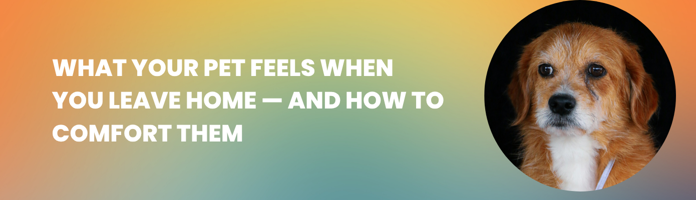 What Your Pet Feels When You Leave Home — And How to Comfort Them