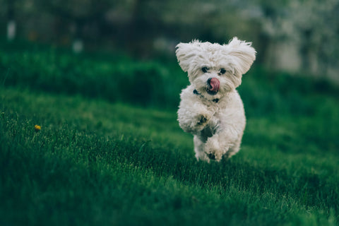 Best No-Pull Dog Harness for Maltese
