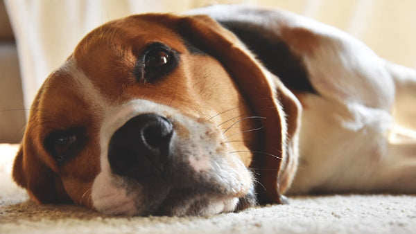 Best Dog Anxiety Vest for Beagles: 2026 Guide
