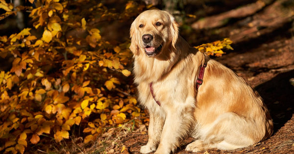 : The Mesh Bed Keeping Dogs Chill This Summer