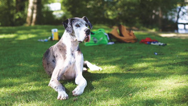 Best Dog Leash for Great Danes: 2026 Guide