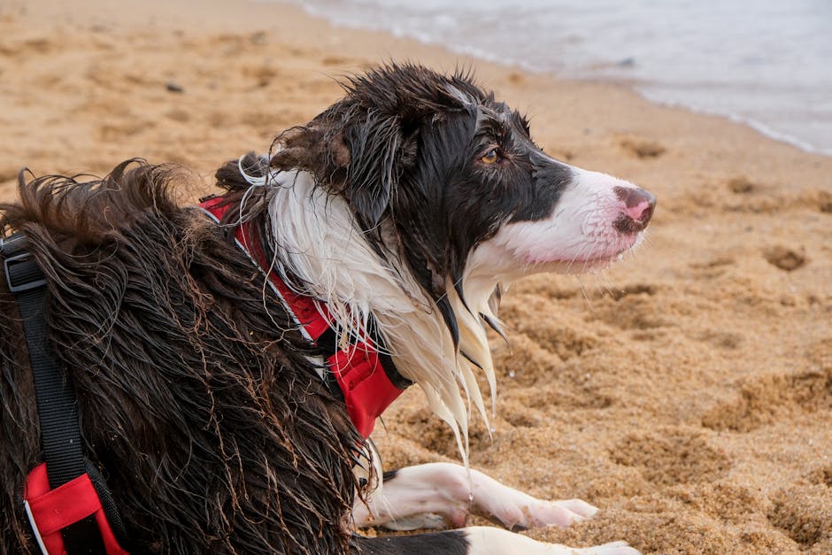 Best No-Pull Dog Harness for Border Collies: 2026 Guide