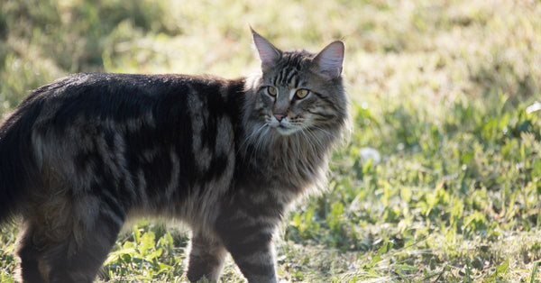 Multiple Cats, One Litter Box Headache? Here's How to Fix It