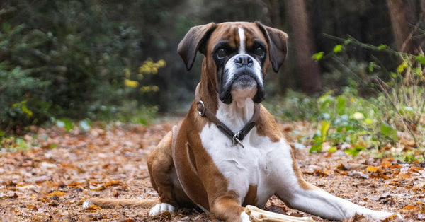 Muzzle Training: My Secret to a Fear-Free Experience