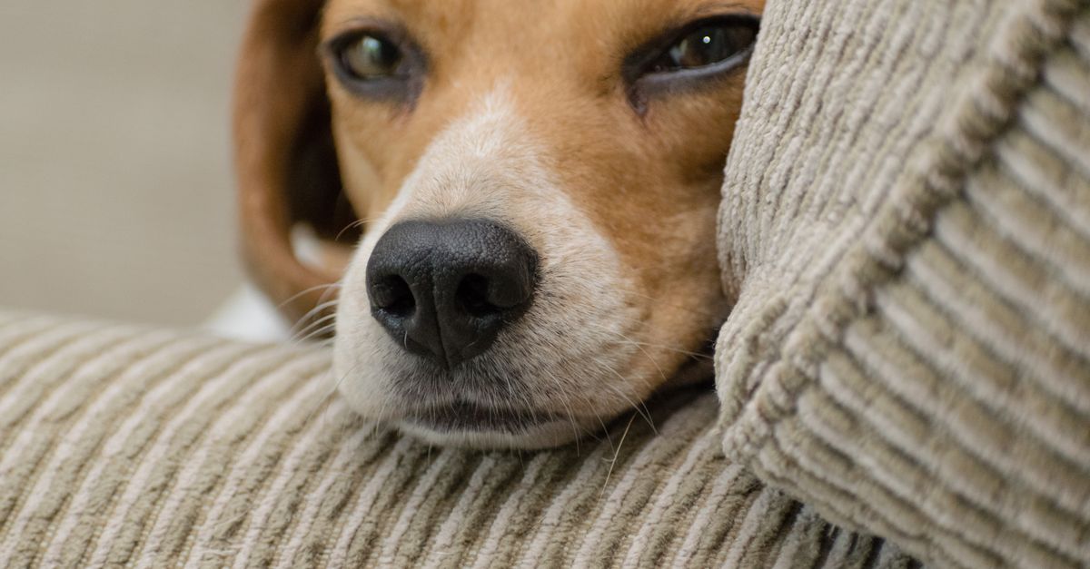 Furniture Foes: for Scratch-Proof Paws