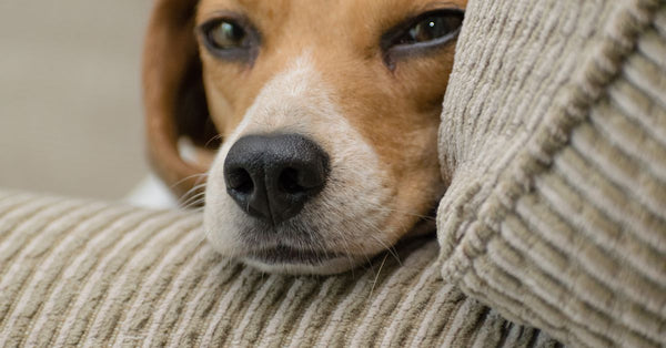 Furniture Foes: for Scratch-Proof Paws