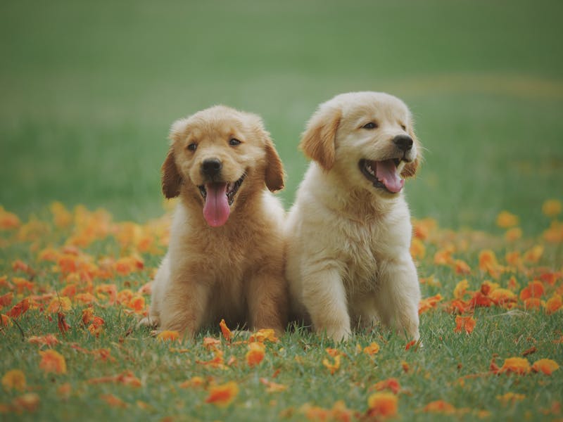 Best Portable Pet Water Bottle for Golden Retrievers: 2026 Guide