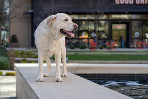 Pet Water Fountains: Complete Guide for Cats and Dogs