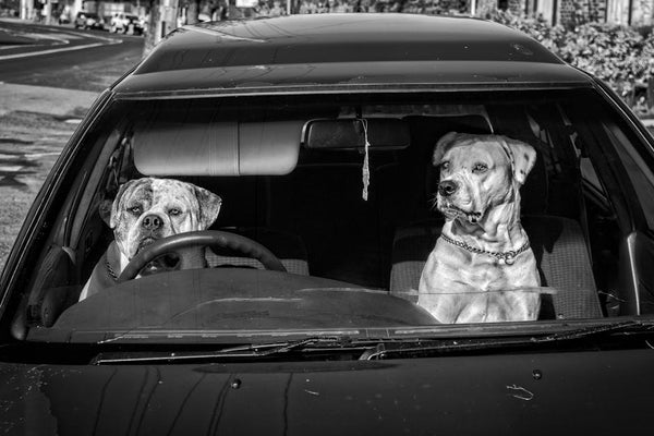 Best Dog Car Seat Cover for Dachshunds: 2026 Guide