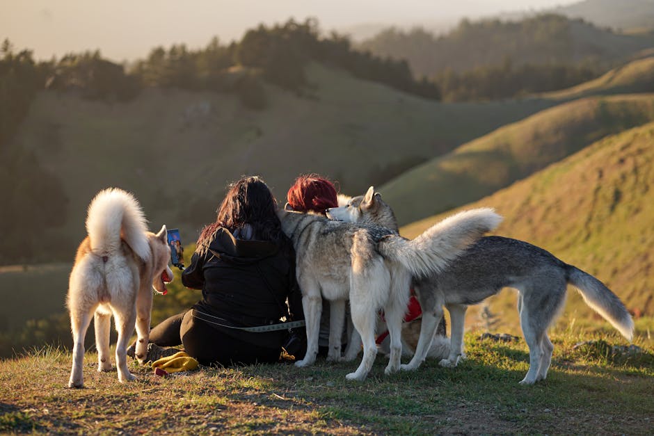 Best Dog Travel Backpack for Siberian Huskys: 2026 Guide