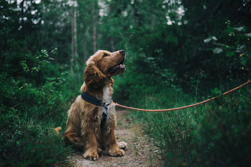 Best Interactive Dog Toys for Golden Retrievers: 2026 Guide