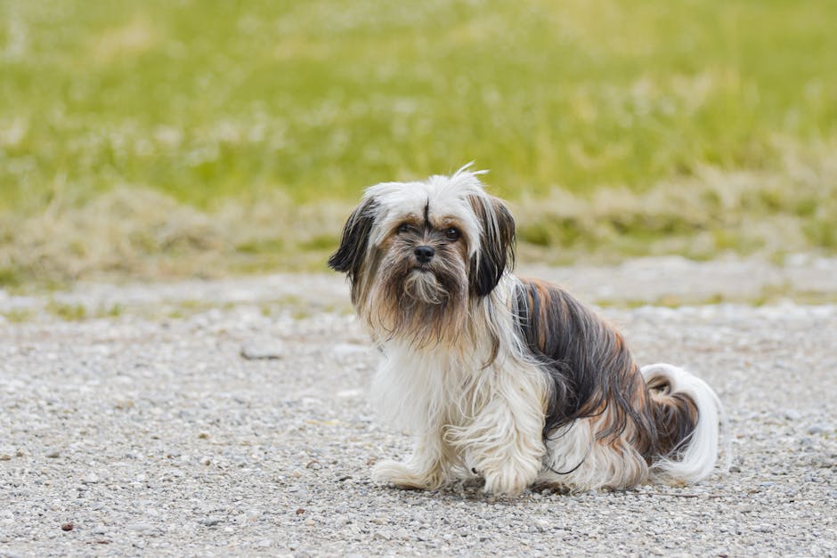 Best Automatic Pet Feeder for Shih Tzus: 2026 Guide