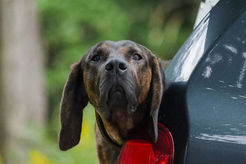 Summer Dog Travel: The Car Seat Belt Mistake You're Making