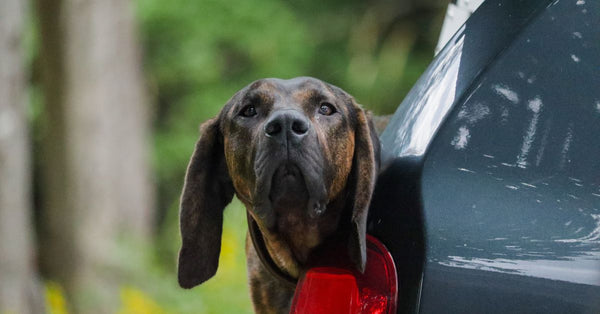 Summer Dog Travel: The Car Seat Belt Mistake You're Making