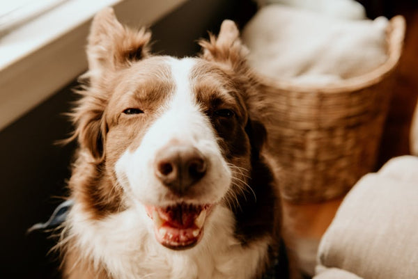 Best Dog Anxiety Vest for Border Collies: 2026 Guide