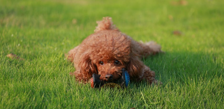 Best Dog Travel Backpack for Poodles: 2026 Guide