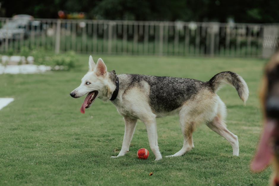 Best Interactive Dog Toys for Siberian Huskys: 2026 Guide