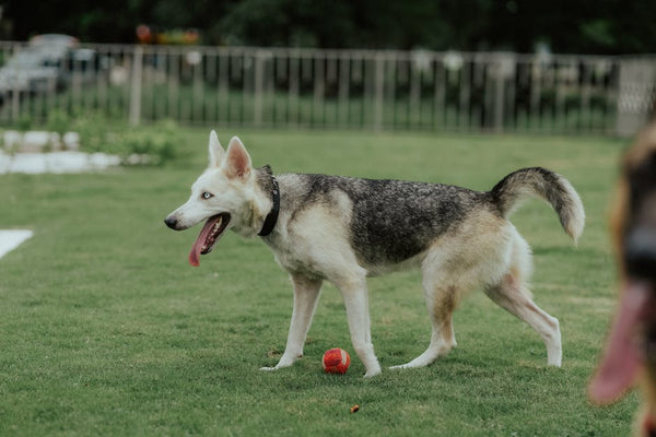 Best Interactive Dog Toys for Siberian Huskys: 2026 Guide