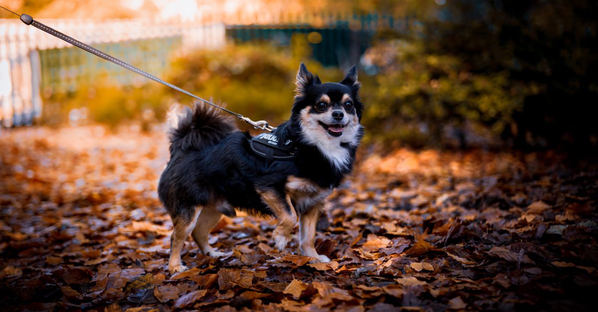 Autumn Paw Patrol: Stop Litter Tracks for Good