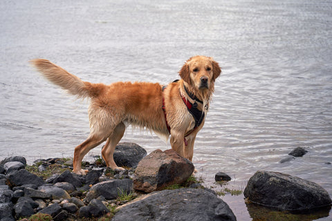 Best Dog Harness for Golden Retrievers: A Comprehensive Buying Guide