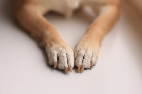 Clipping Dog Nails: Avoid the Drama & Do It Right