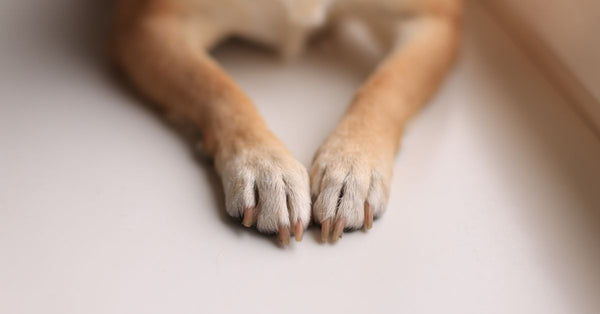 Clipping Dog Nails: Avoid the Drama & Do It Right