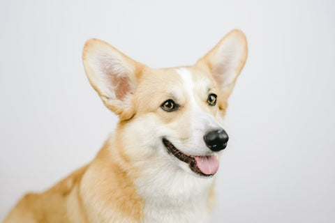Best Portable Pet Water Bottle for Corgis: 2026 Guide