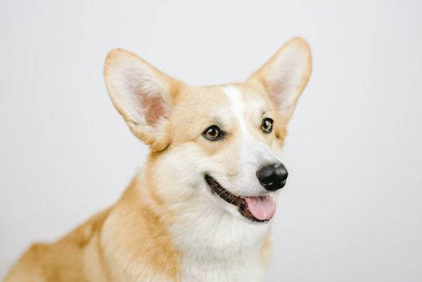 Best Portable Pet Water Bottle for Corgis: 2026 Guide