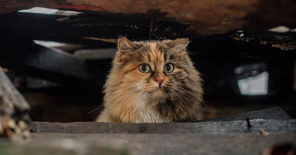 Cat Litter's Secret: Decoding Your Feline's Health Clues