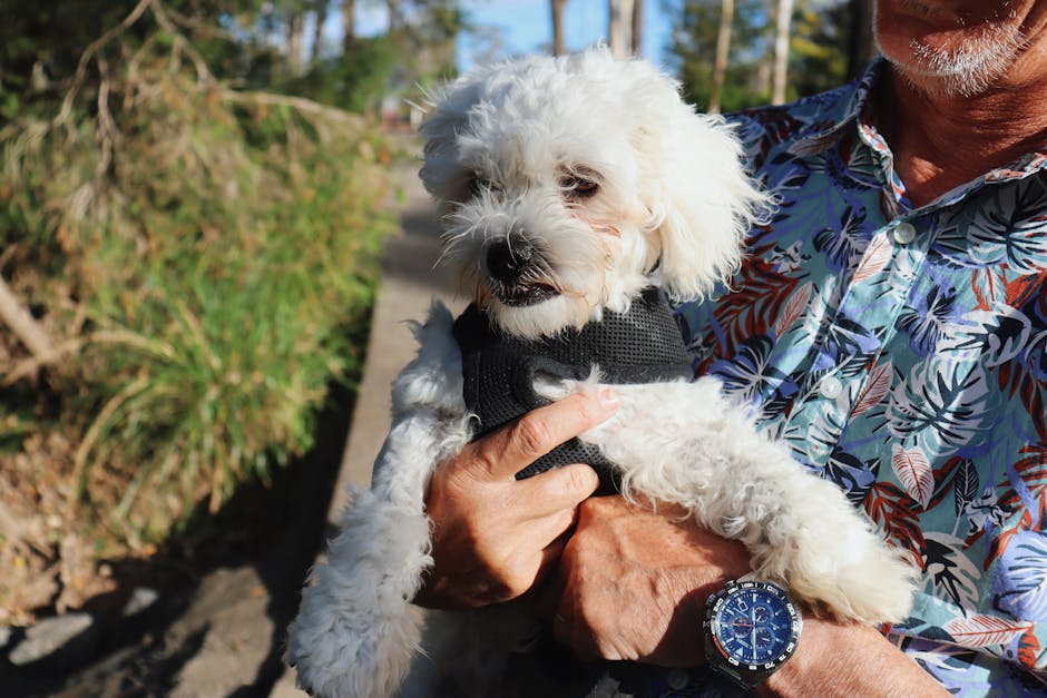 Best No-Pull Dog Harness for Malteses: 2026 Guide