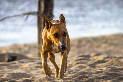 Unleash Their Inner Olympian: Home Agility for Any Dog