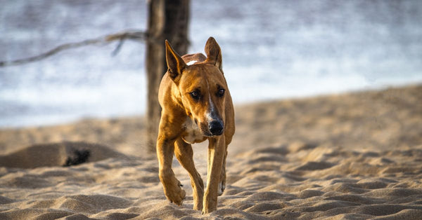 Unleash Their Inner Olympian: Home Agility for Any Dog