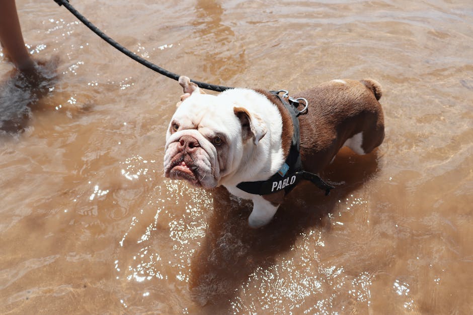 Best Portable Pet Water Bottle for French Bulldogs: 2026 Guide