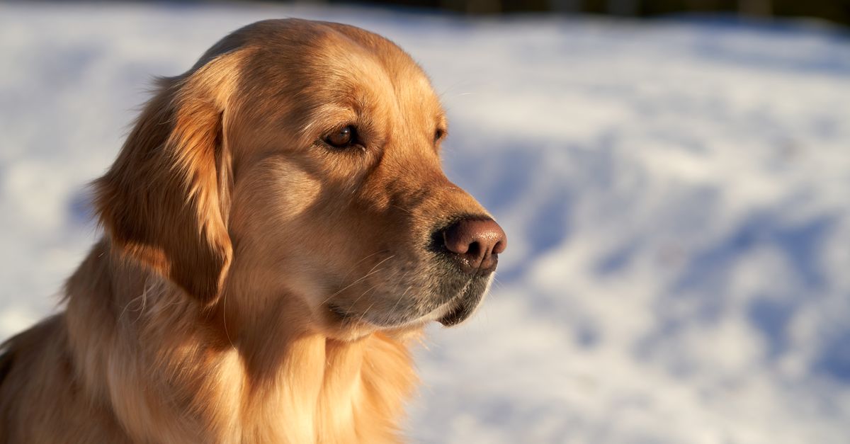 Hiking with Your Dog: The Long Leash Dilemma Solved