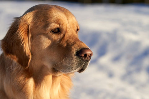 Hiking with Your Dog: The Long Leash Dilemma Solved