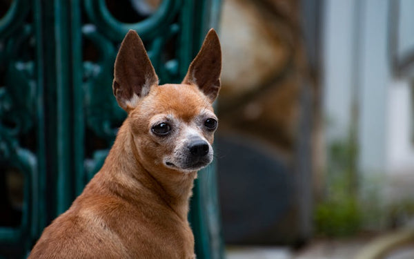 Best Pet Water Fountain for Chihuahuas: 2026 Guide