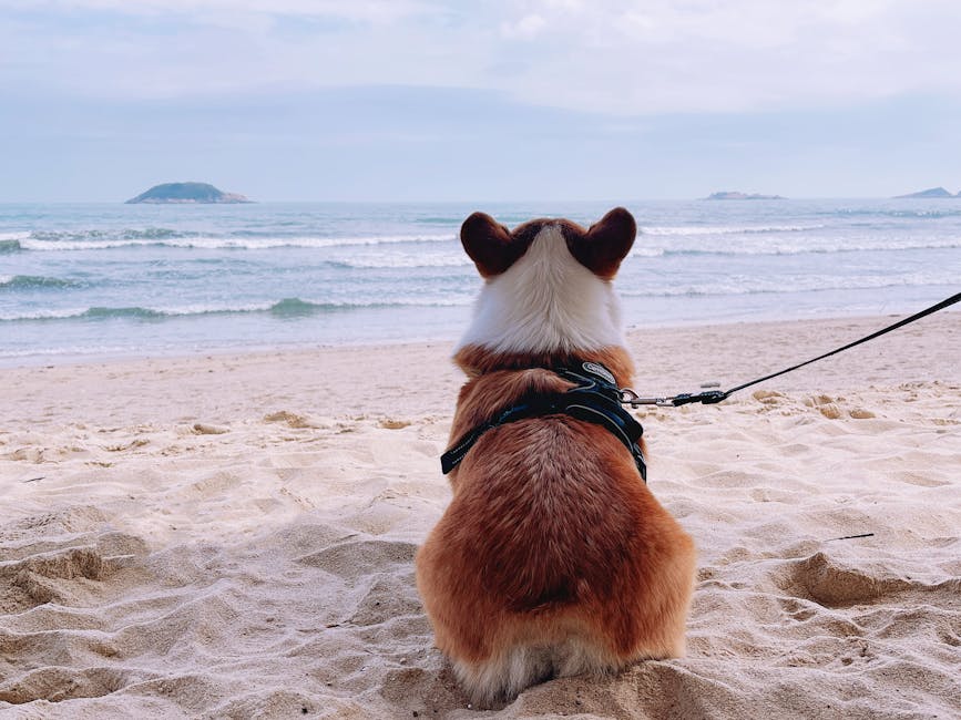 Best No-Pull Dog Harness for Corgis: 2026 Guide