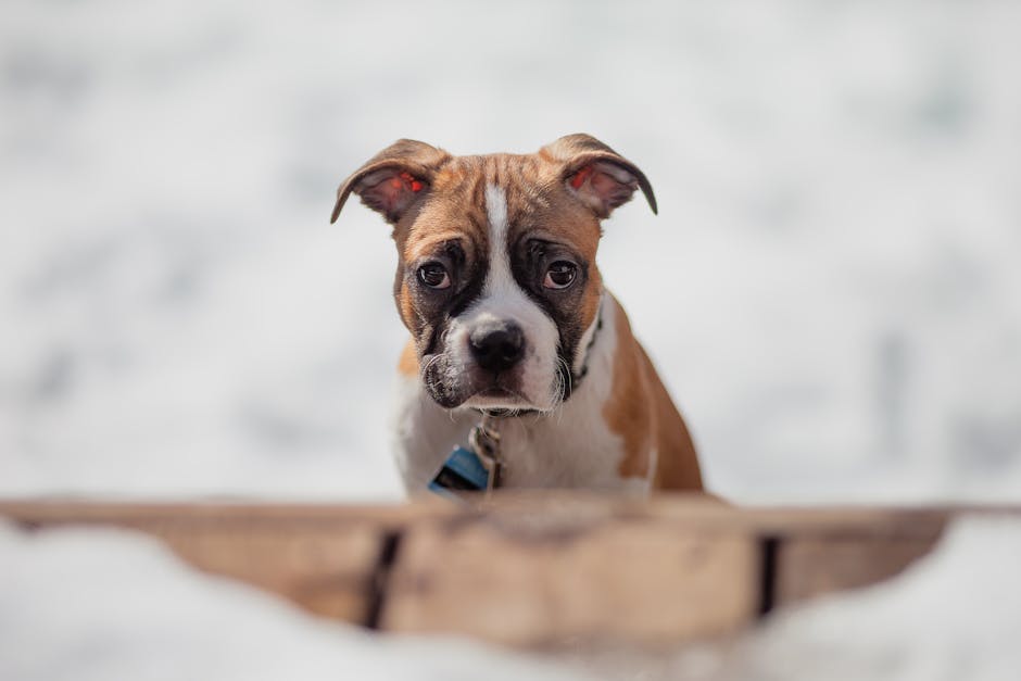 Best Automatic Pet Feeder for Boxers: 2026 Guide