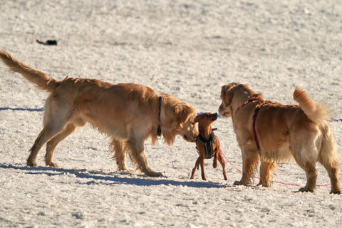 Summer Nights: Is Your Dog Truly Visible?