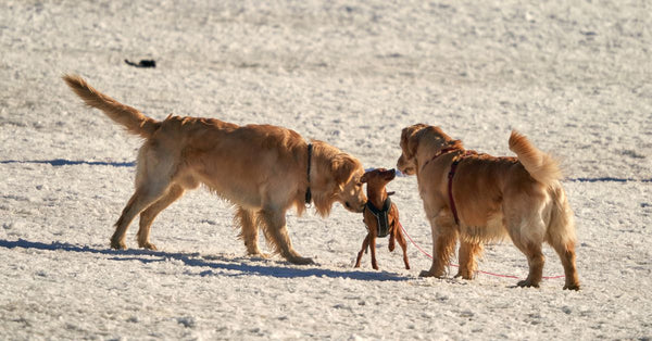 Summer Nights: Is Your Dog Truly Visible?