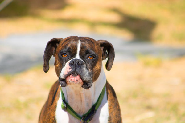 Best Dog Car Seat Cover for Boxers: 2026 Guide