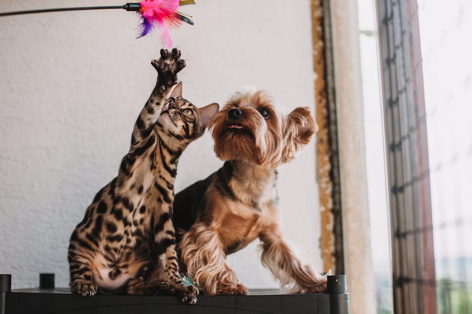 Best Interactive Dog Toys for Yorkshire Terriers: 2026 Guide