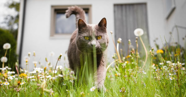 No More Tracking! : The Litter Mat That Actually Works