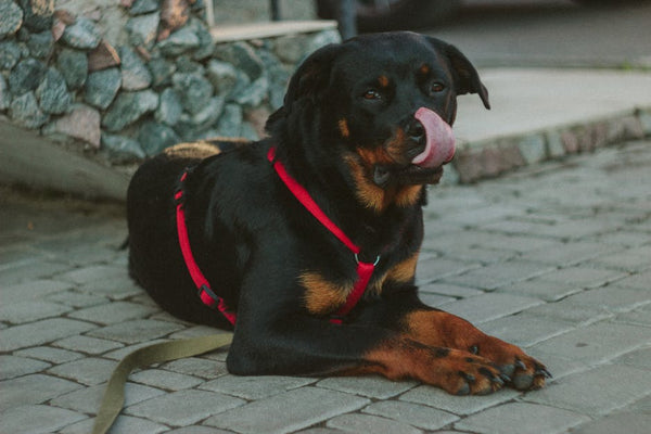 Best Dog Anxiety Vest for Rottweilers: 2026 Guide
