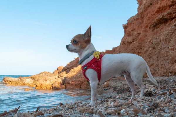Best No-Pull Dog Harness for Chihuahuas: 2026 Guide