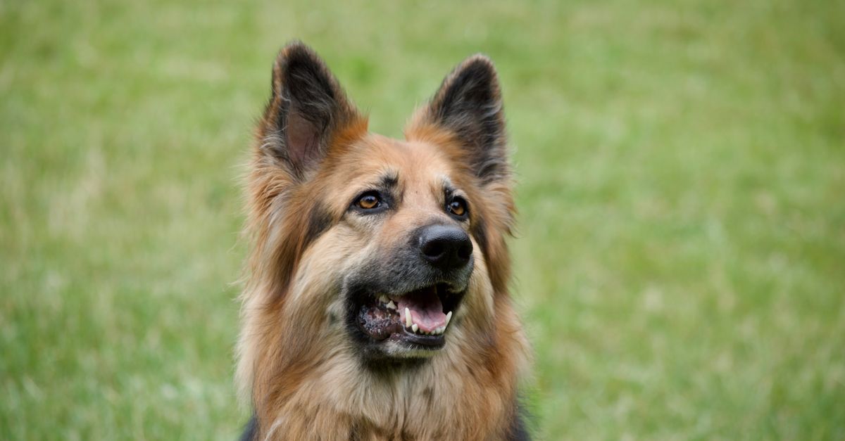 Best Pet Safety Gate & Barrier for Dogs: 2026 Guide