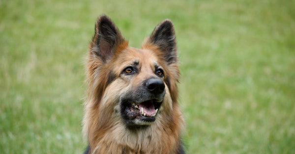 Best Pet Safety Gate & Barrier for Dogs: 2026 Guide