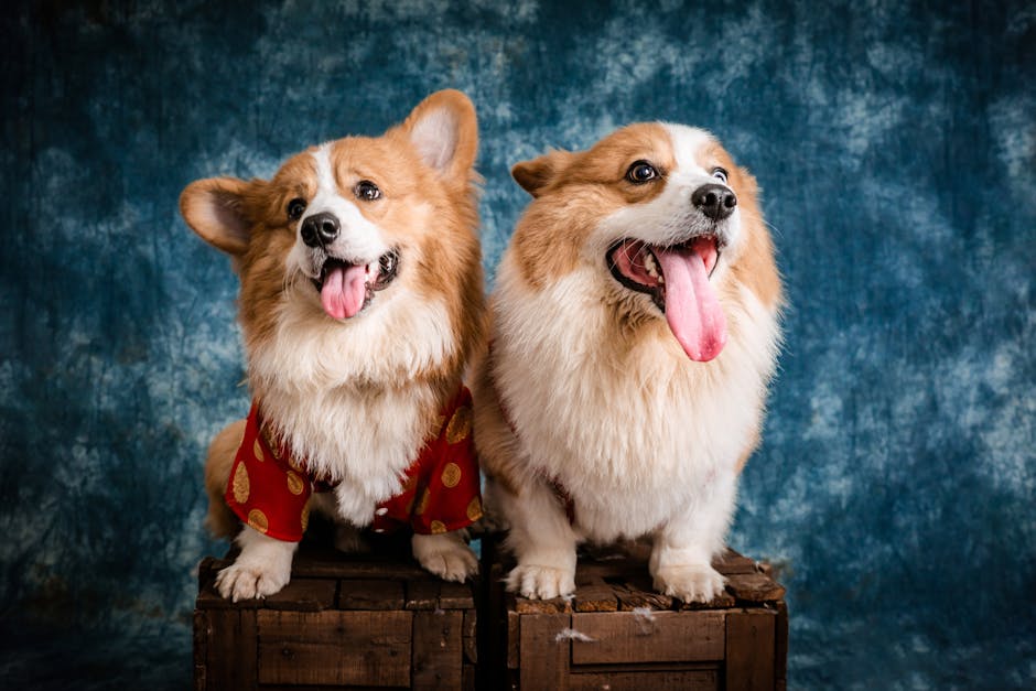 Best Dog Travel Backpack for Corgis: 2026 Guide