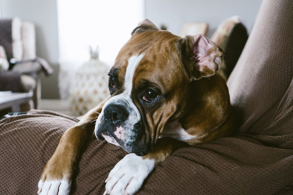 Best Dog Travel Backpack for Boxers: 2026 Guide